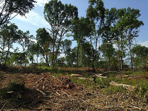 A photo of felled trees from logging work.