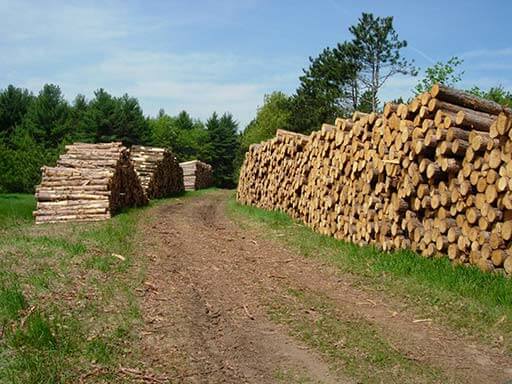 A photo of neatly stacked timber along a path after logging work.